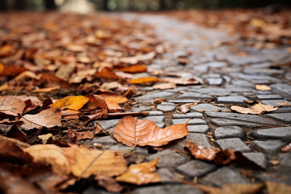 Autumn leaves backgrounds street plant. AI generated Image by rawpixel.