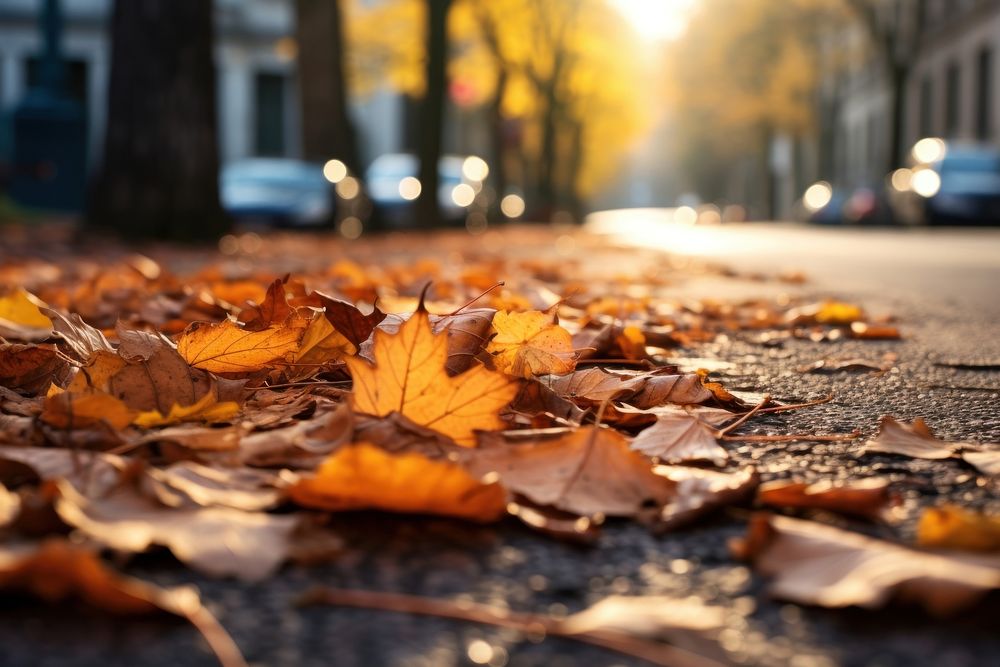 Autumn leaves street plant leaf. 