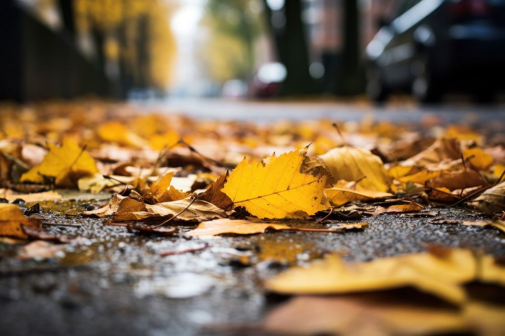 Autumn leaves street yellow plant. AI generated Image by rawpixel.