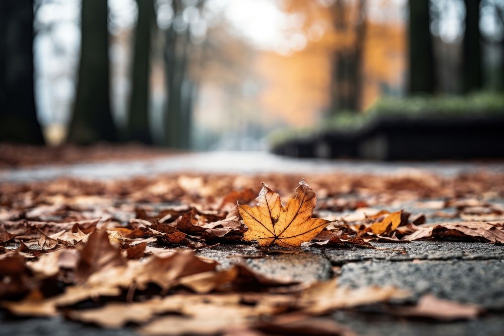 Autumn leaves street plant leaf. AI generated Image by rawpixel.
