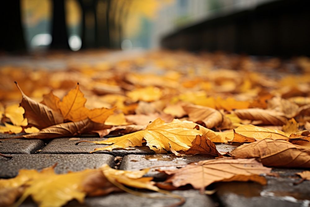 Autumn leaves street yellow plant. AI generated Image by rawpixel.