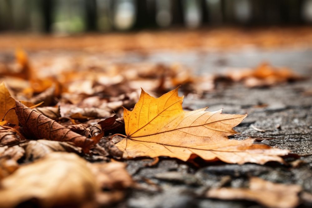 Autumn leaves tree  plant. 