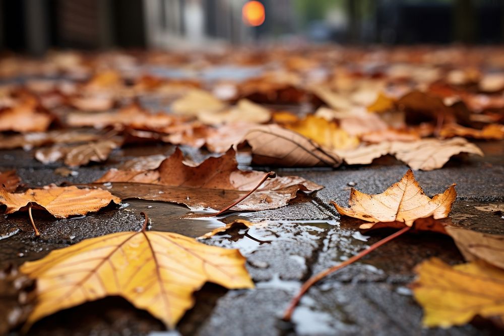 Autumn leaves street plant leaf. AI generated Image by rawpixel.