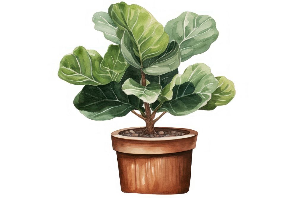 Fiddle-leaf fig plant bonsai white background. AI generated Image by rawpixel.