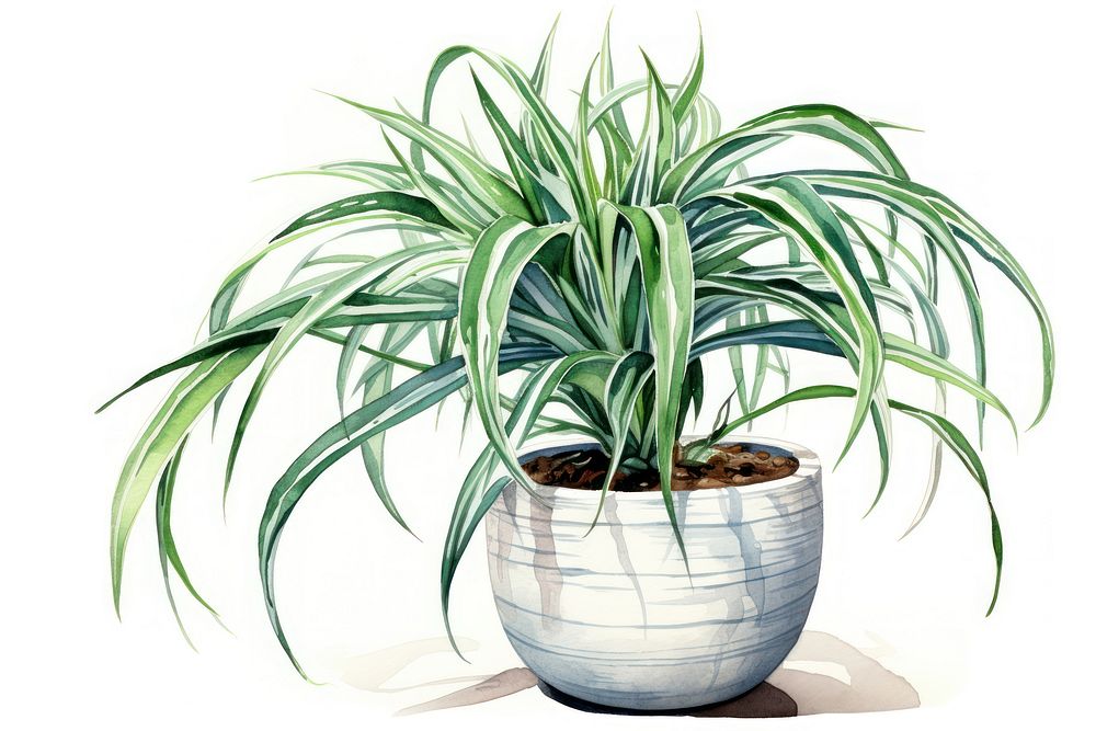 Spider plant white background bromeliaceae houseplant. AI generated Image by rawpixel.