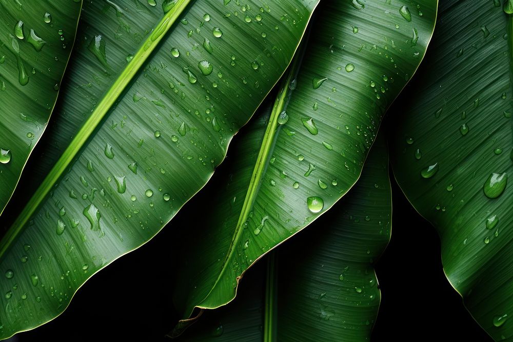 Outdoors nature leaves plant. 