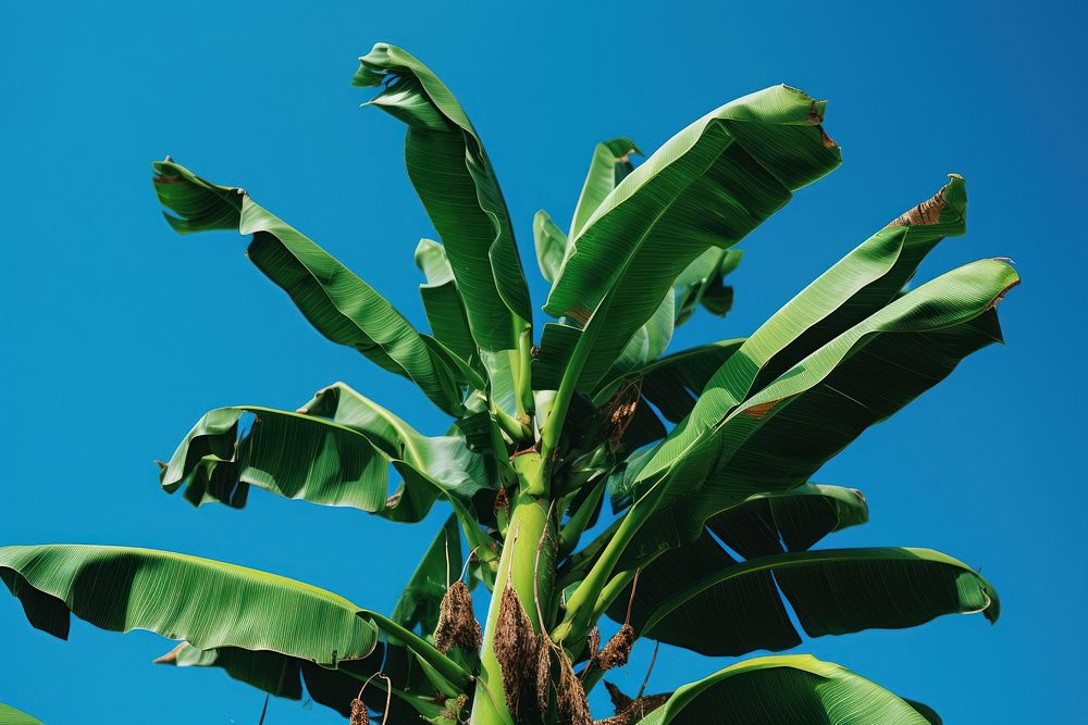 Outdoors nature banana plant. 