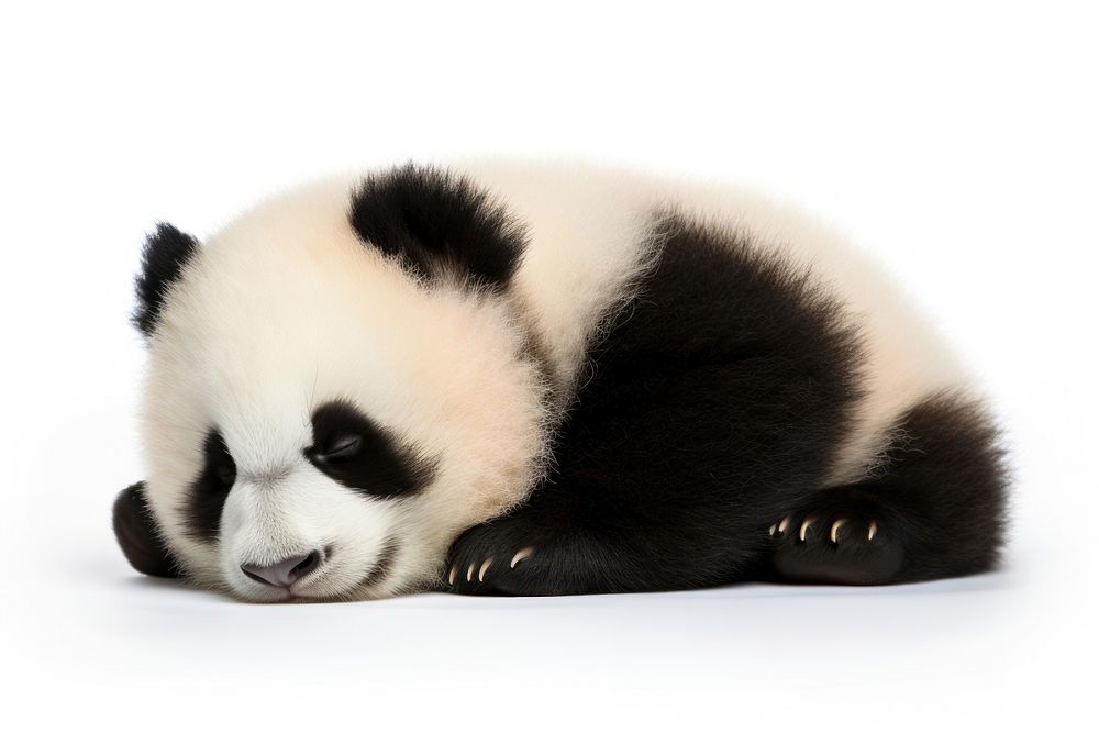 Baby panda wildlife animal mammal. AI generated Image by rawpixel.