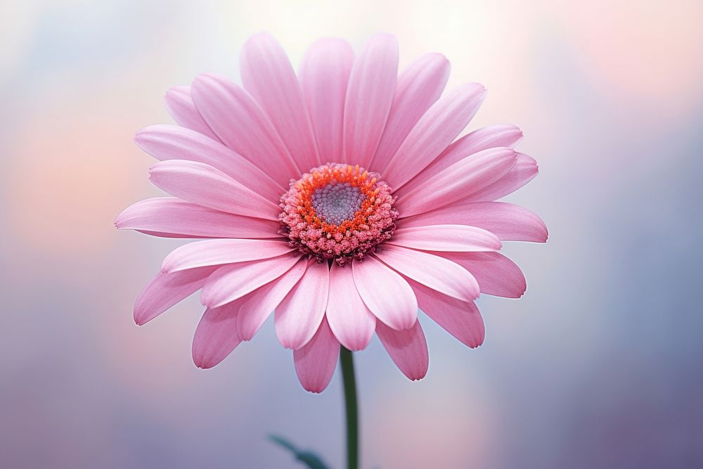 Pink Daisy flower daisy blossom. 