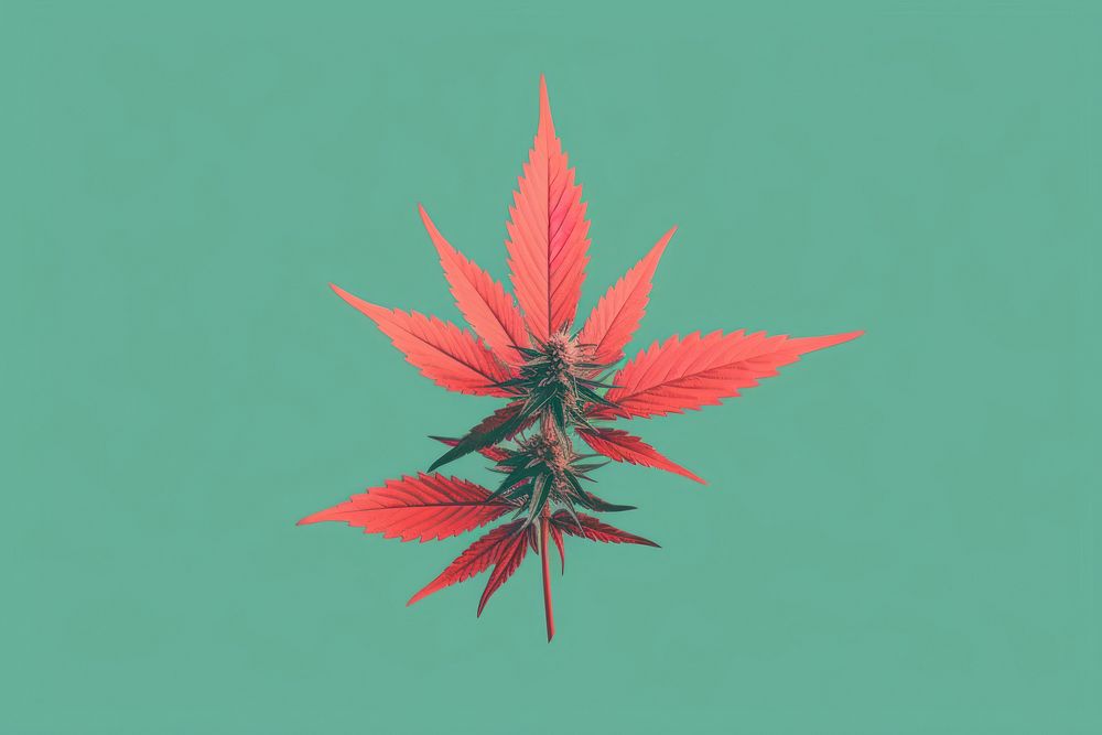 Cannabis plant leaf freshness. AI generated Image by rawpixel.