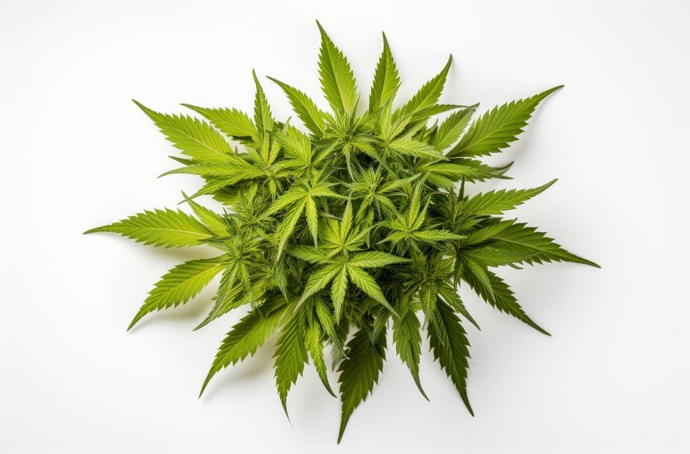 Marijuana plant herbs leaf. AI generated Image by rawpixel.