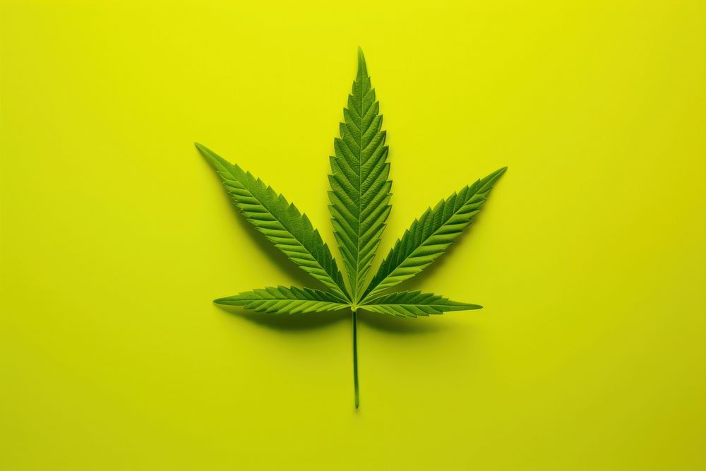 Cannabis plant medicine narcotic. AI generated Image by rawpixel.