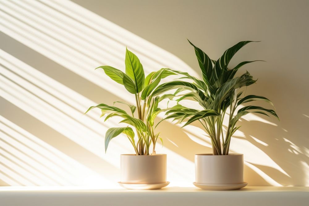 Room plant windowsill sunlight. AI generated Image by rawpixel.