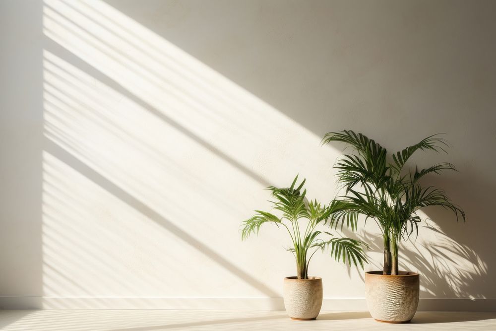 Room plant sunlight window. AI generated Image by rawpixel.