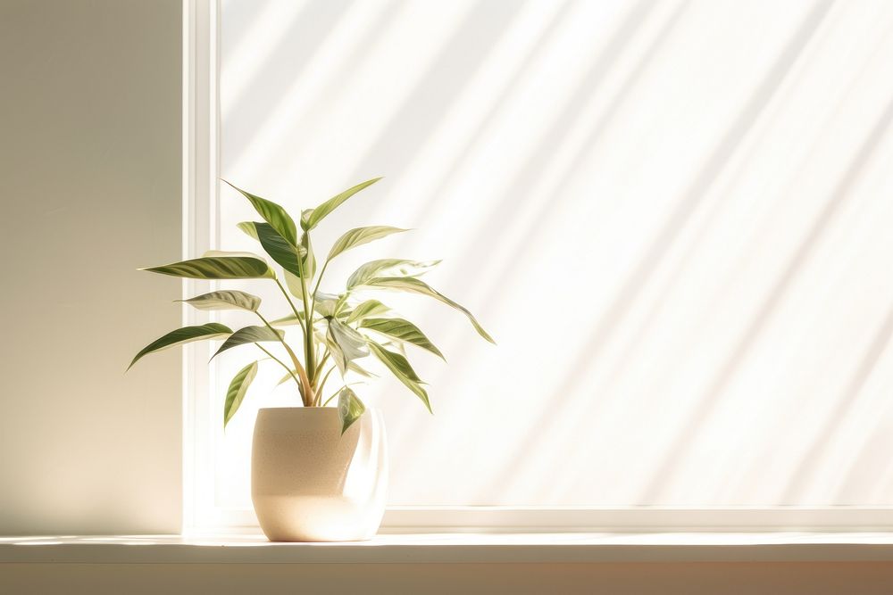 Indoor plant window windowsill sunlight. AI generated Image by rawpixel.
