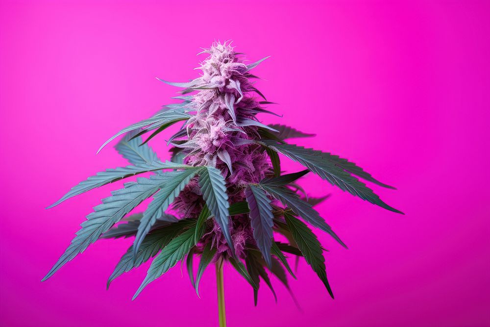Cannabis purple plant freshness. AI generated Image by rawpixel.