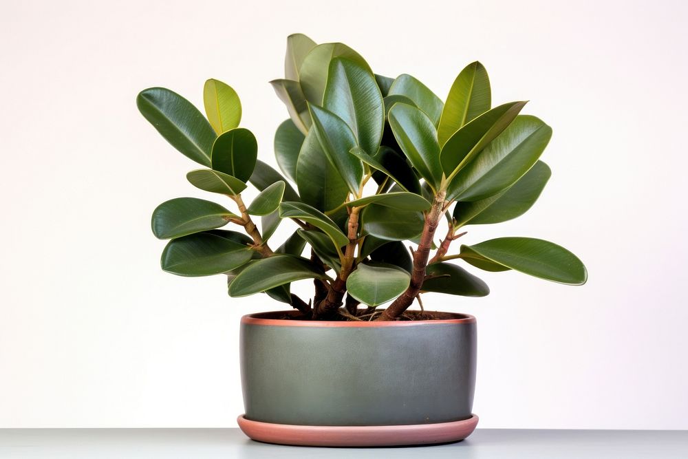 Tropical plants bonsai leaf houseplant. AI generated Image by rawpixel.