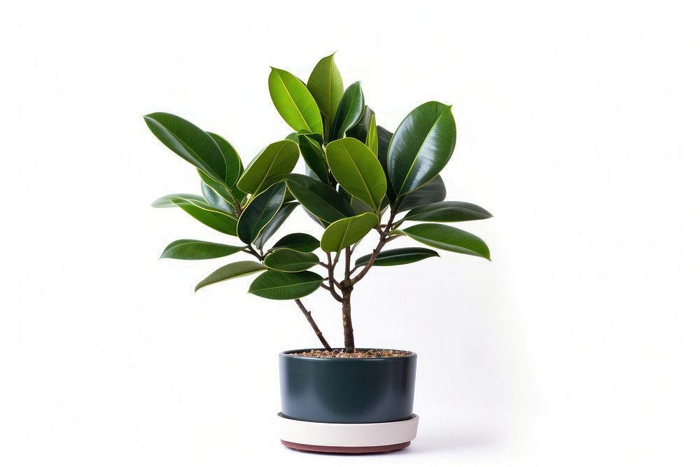 Tropical plants tree bonsai leaf. AI generated Image by rawpixel.