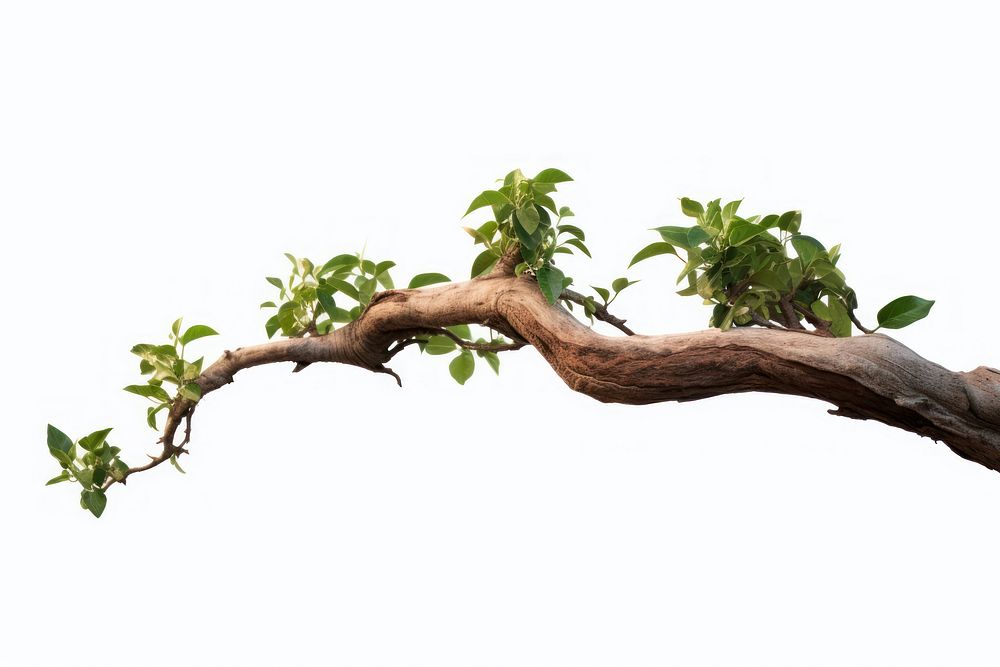 Tree branch plant bonsai leaf. AI generated Image by rawpixel.