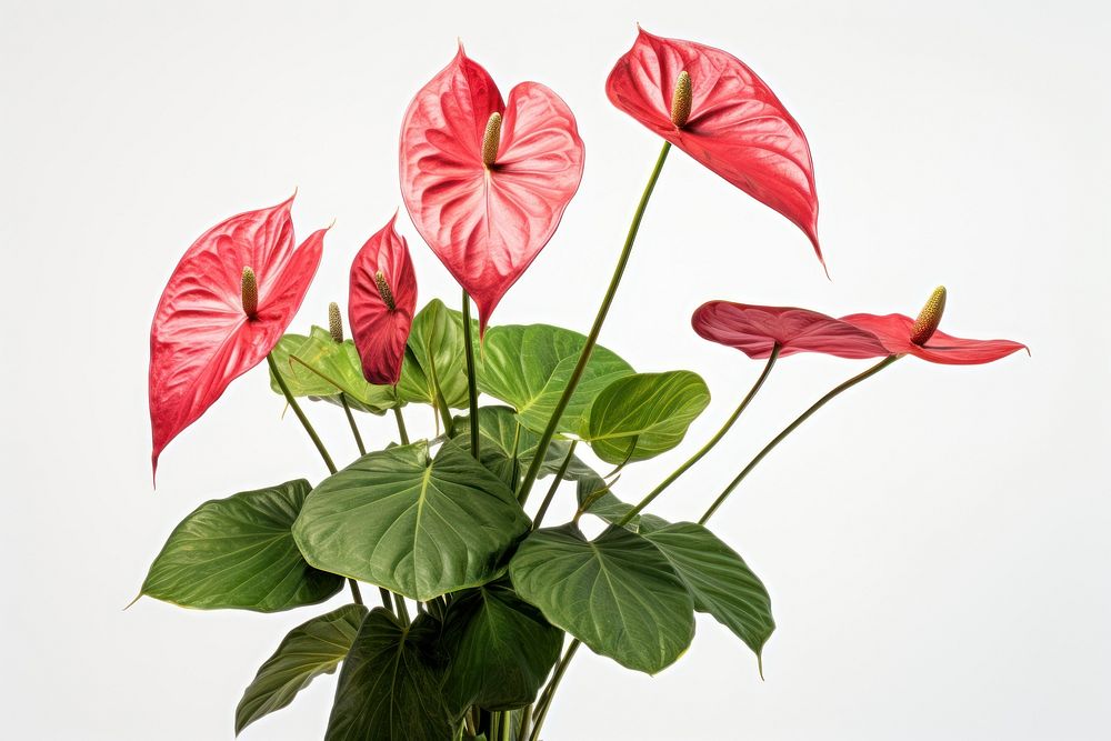 Tropical plants anthurium flower leaf. AI generated Image by rawpixel.