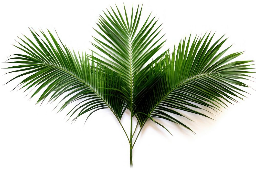 Tropical plants tropics leaf tree. AI generated Image by rawpixel.