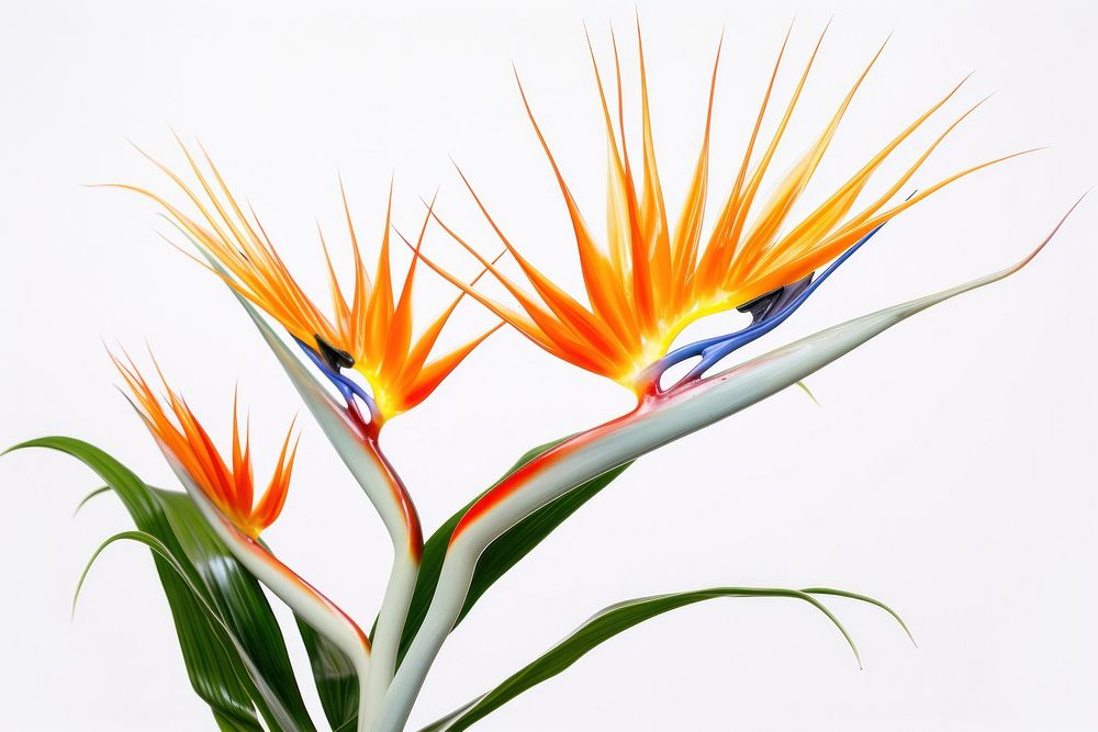 Tropical plants tropics flower inflorescence. AI generated Image by rawpixel.