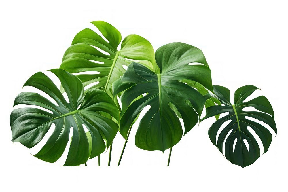 Tropical plants tropics green leaf. AI generated Image by rawpixel.