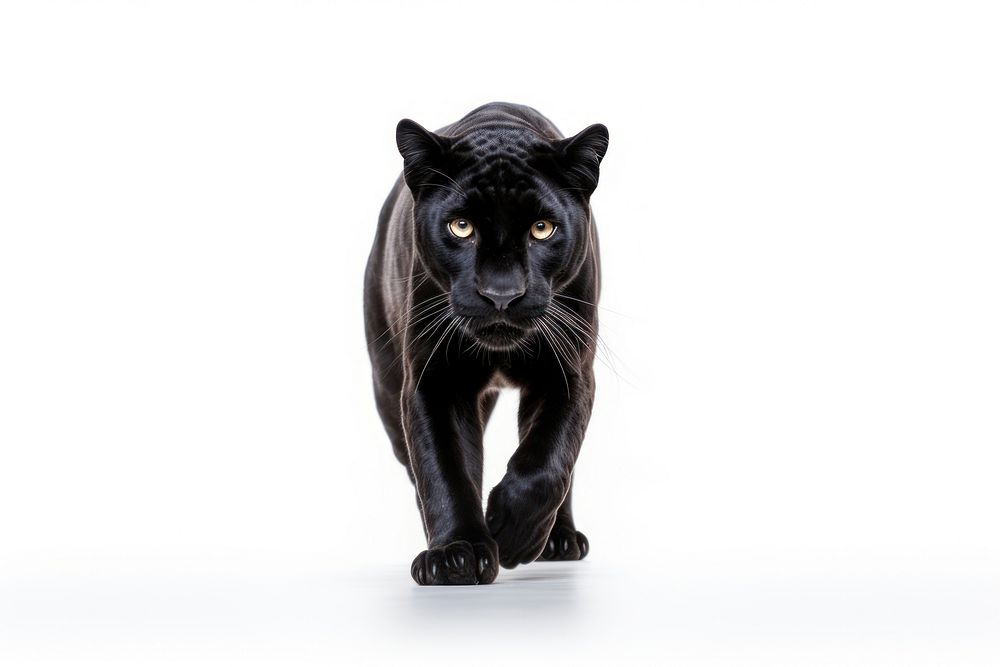 Panther wildlife mammal animal. AI generated Image by rawpixel.