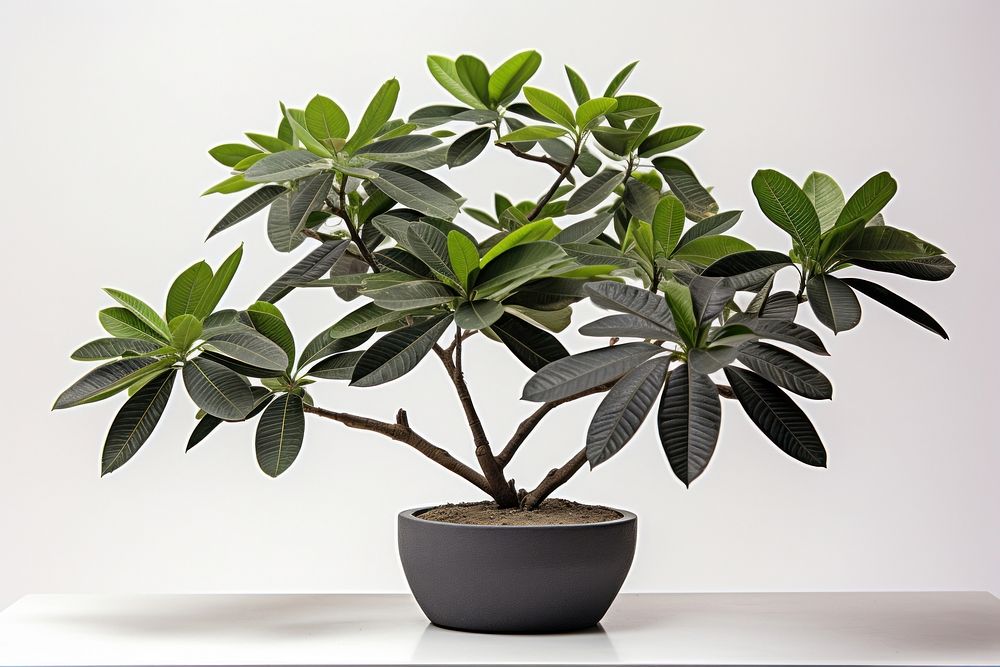 Tropical plants bonsai leaf tree. AI generated Image by rawpixel.