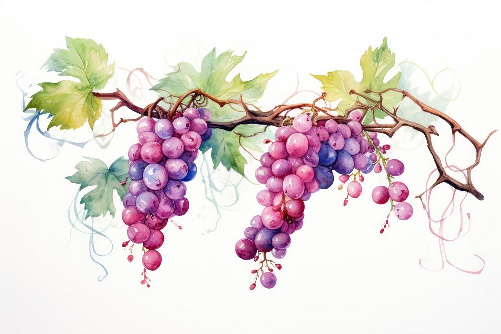Vines vine grapes fruit. AI generated Image by rawpixel.