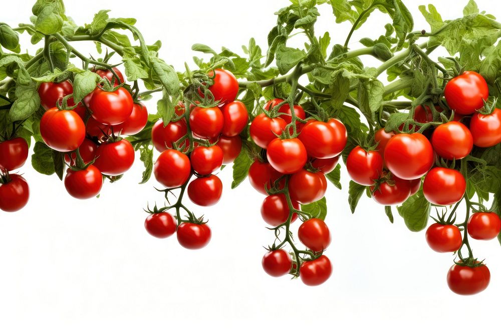Tomato Garden vegetable fruit plant. AI generated Image by rawpixel.