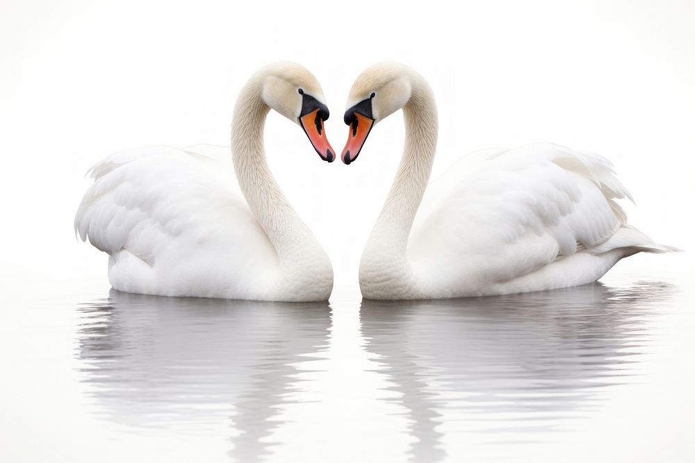 White swans animal bird reflection. AI generated Image by rawpixel.