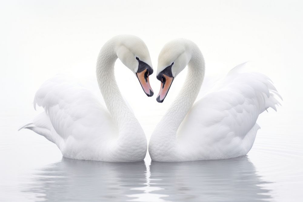 White swans animal bird waterfowl. AI generated Image by rawpixel.
