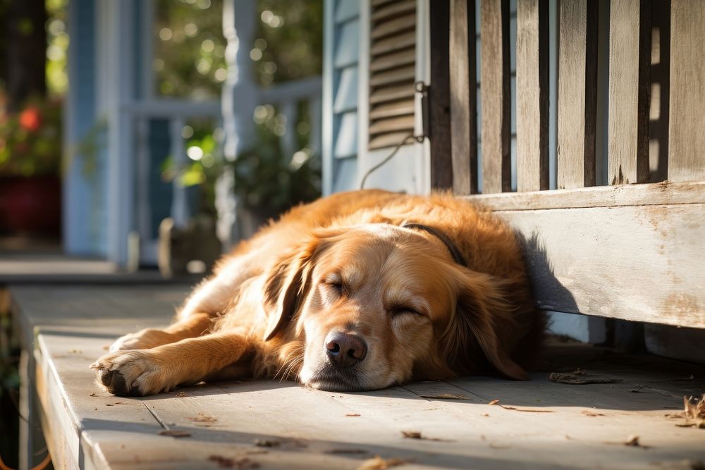 Dog sleeping mammal animal. 