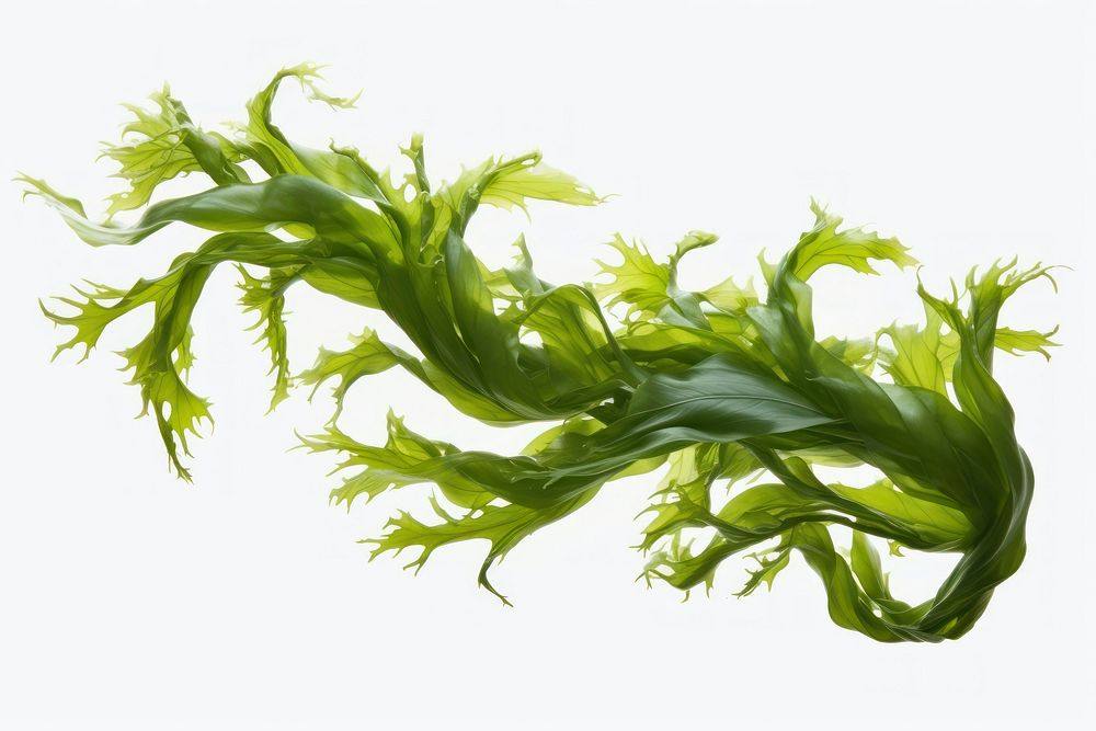 Swaying kelp seaweed plant white background freshness. AI generated Image by rawpixel.