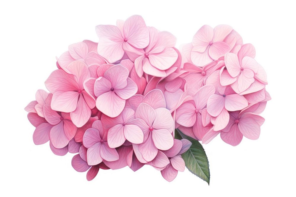 Hydrangea bouquet blossom flower petal. AI generated Image by rawpixel.