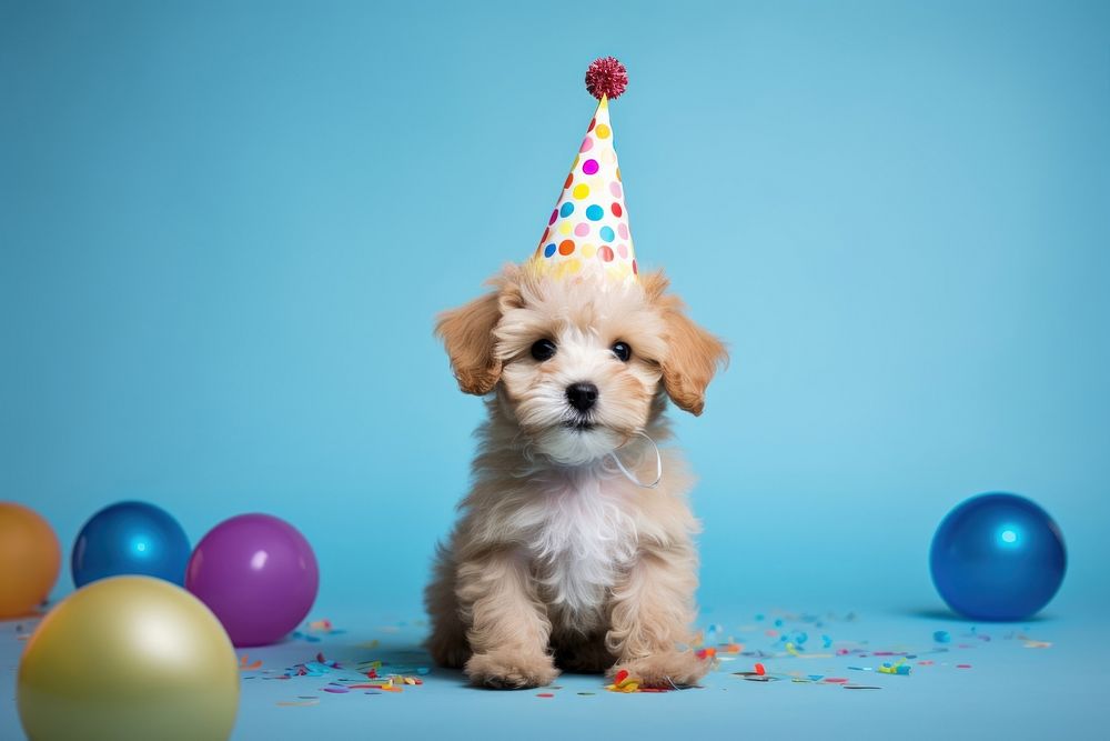 Dog birthday balloon mammal. 