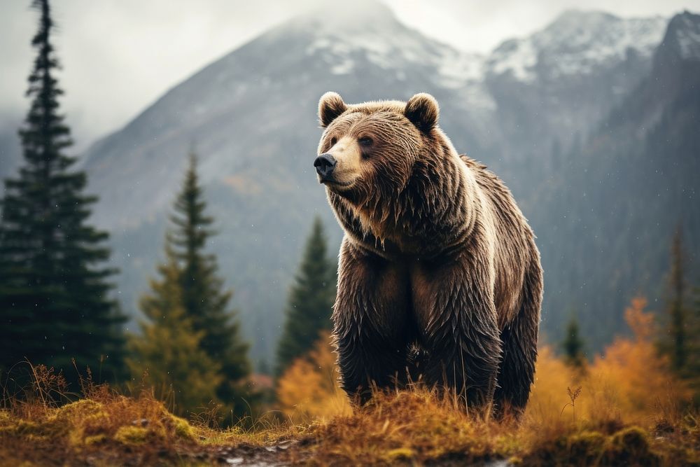 Bear wildlife nature mammal. AI generated Image by rawpixel.