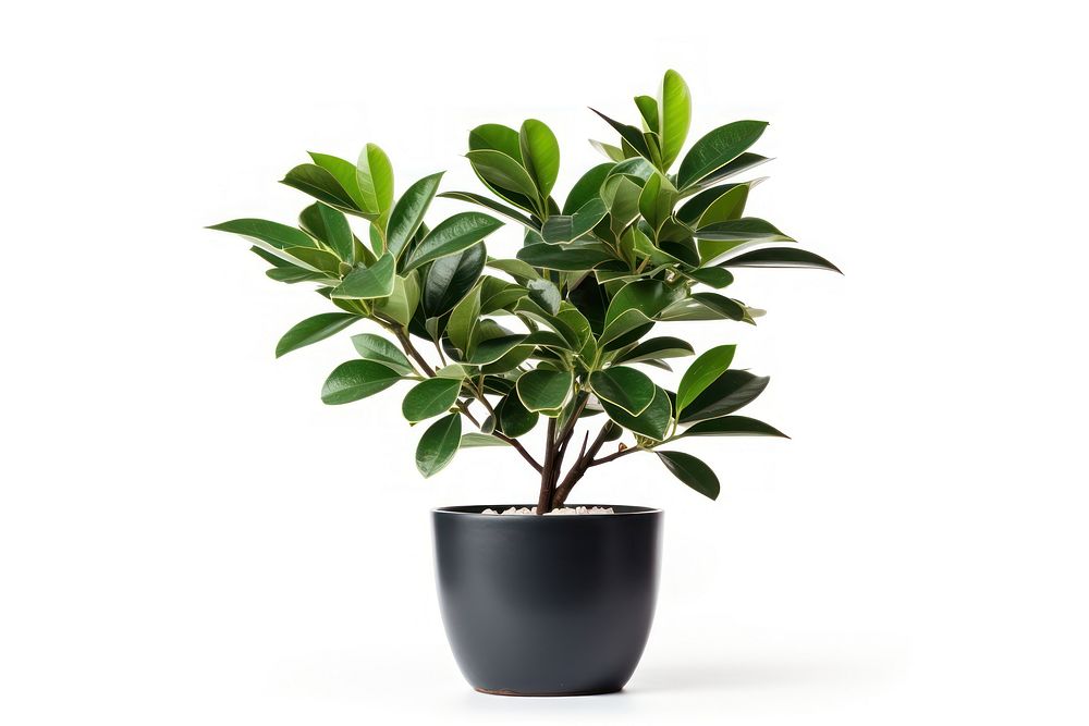 Potted plant bonsai leaf tree. AI generated Image by rawpixel.