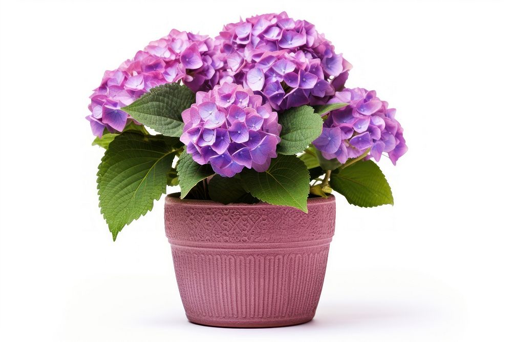 Flower hydrangea plant white background. AI generated Image by rawpixel.