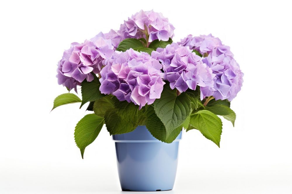 Flower hydrangea plant white background. AI generated Image by rawpixel.