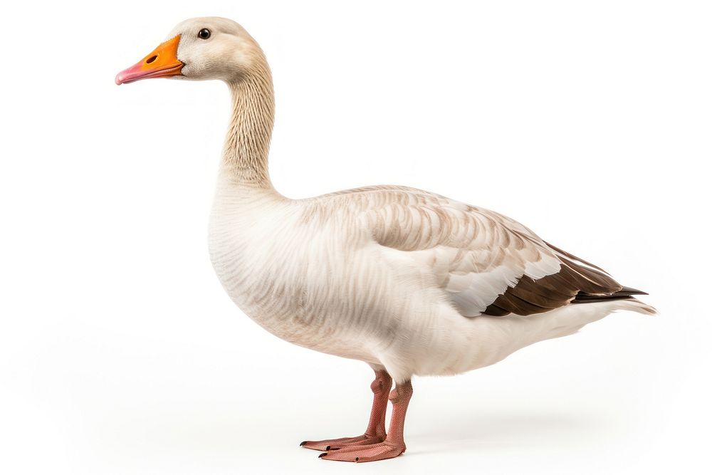 Goose farms animal white bird. | Free Photo - rawpixel