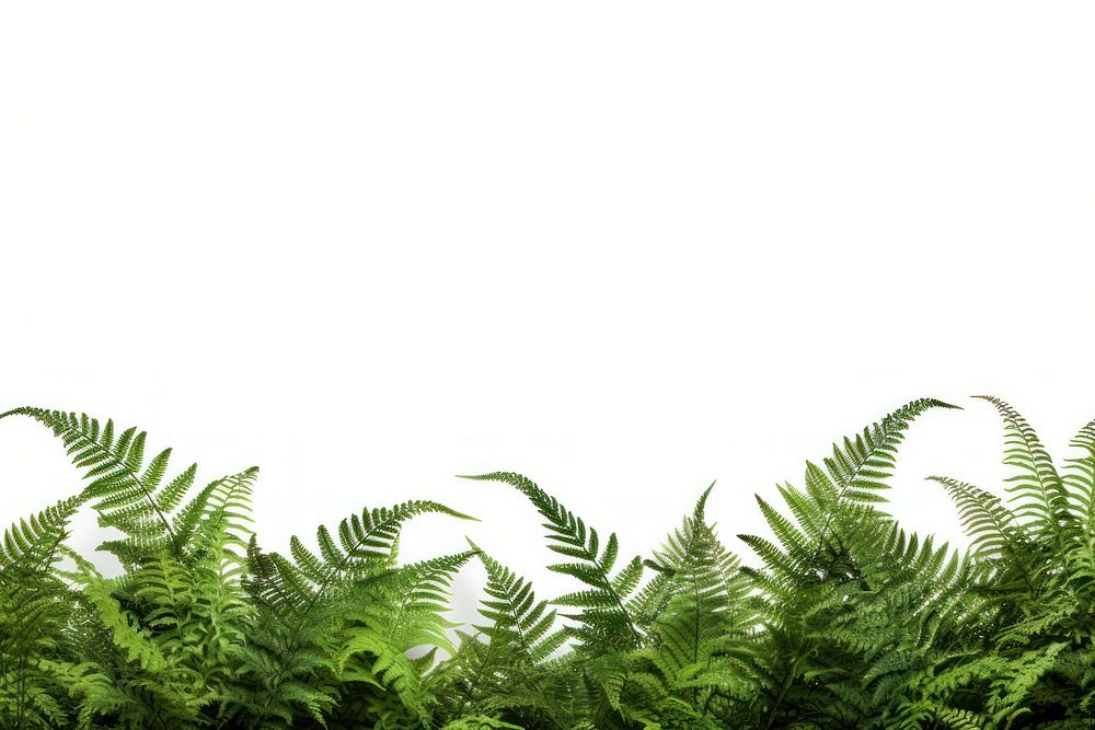 Green tree ferns border backgrounds plant green. AI generated Image by rawpixel.
