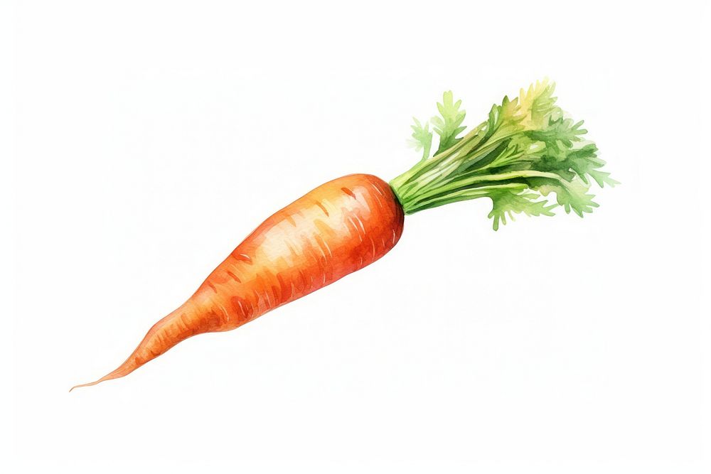 Watercolor carrot vegetable plant food. AI generated Image by rawpixel.