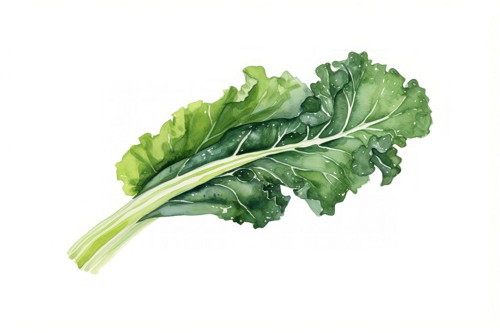 Watercolor kale vegetable plant food. AI generated Image by rawpixel.