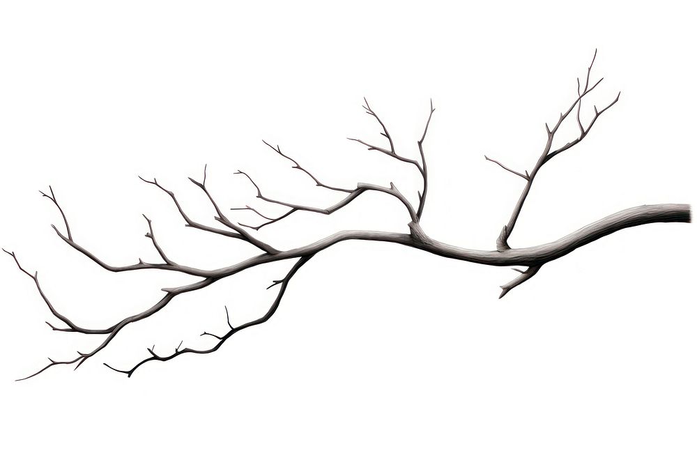 Drawing tree branch sketch. AI generated Image by rawpixel.