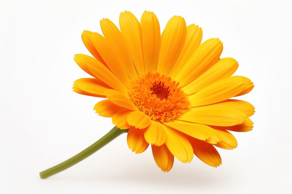 Flower calendula petal daisy. AI generated Image by rawpixel.