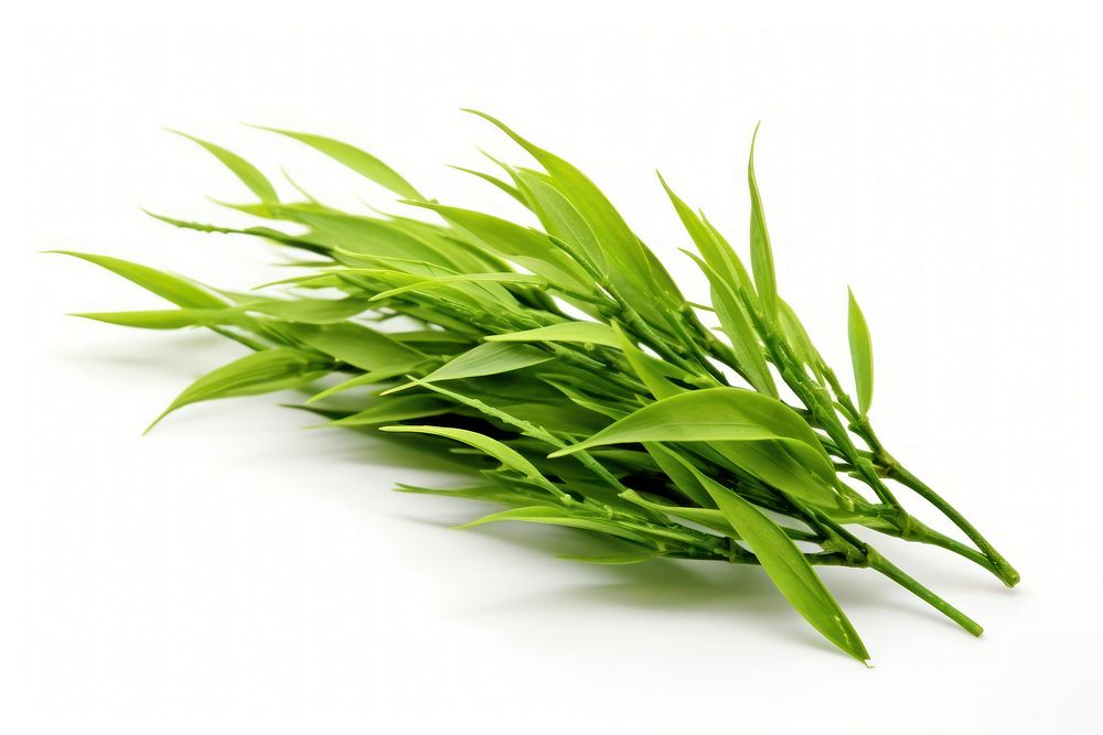 Green tea plant grass herbs. AI generated Image by rawpixel.
