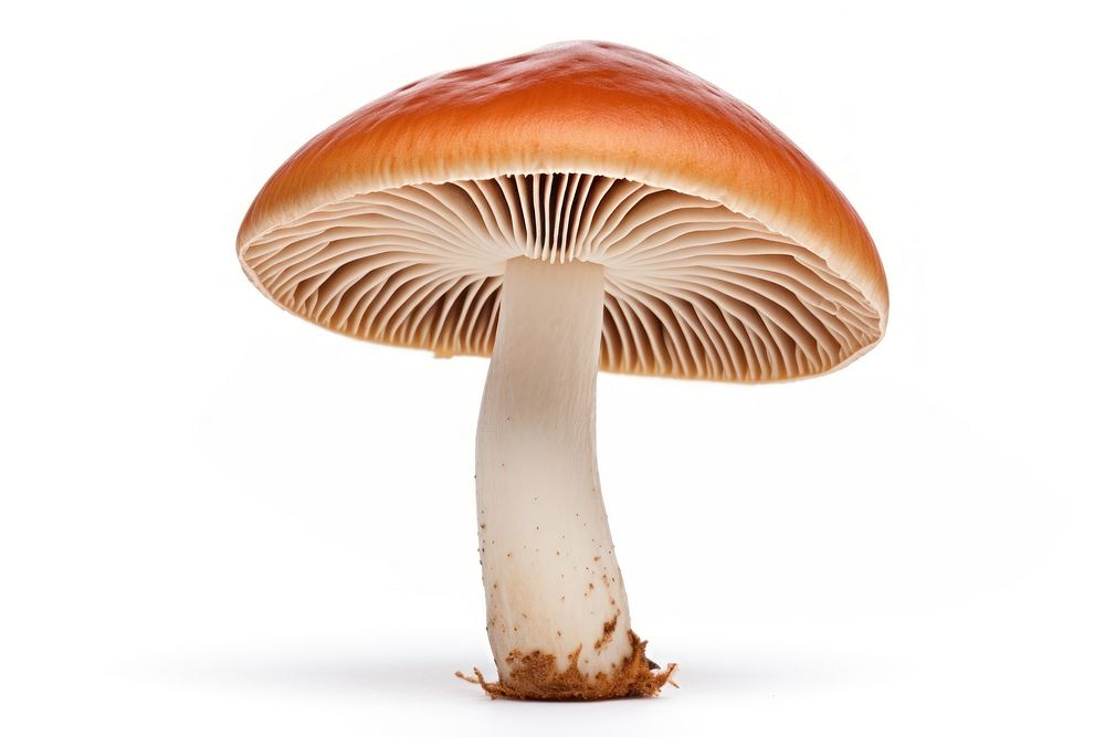 Mushroom fungus agaric agaricaceae. AI generated Image by rawpixel.