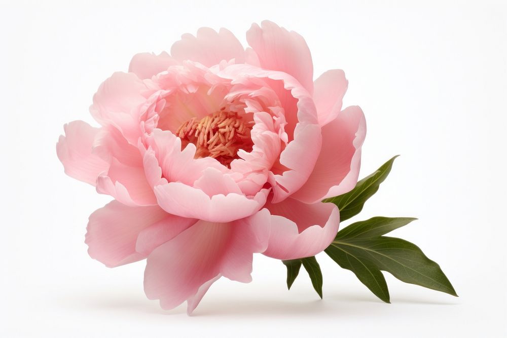 Peony blossom flower plant. AI generated Image by rawpixel.